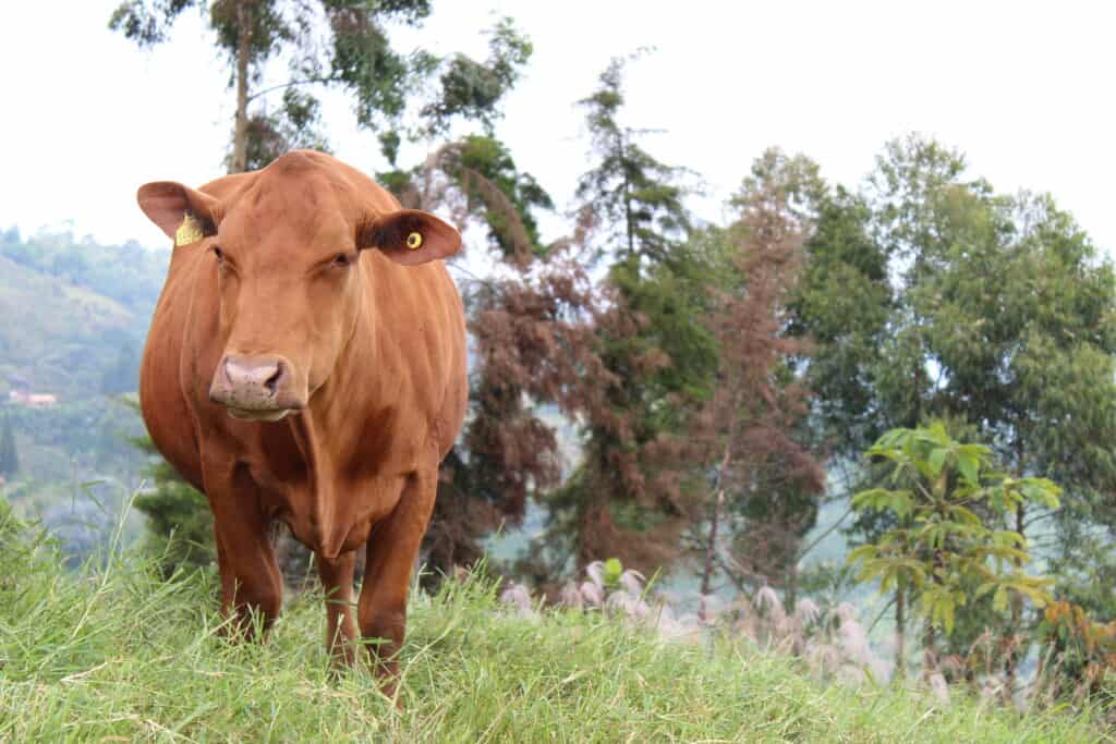 Senepol Cow in a Colombian Farm