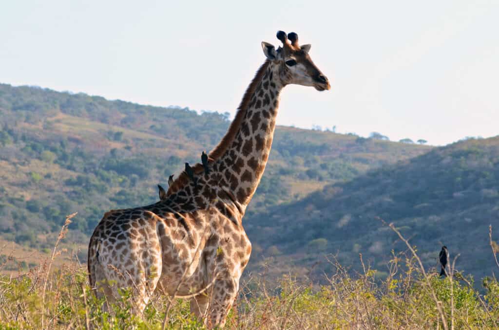 Several Birds Rest Upon a Giraffe