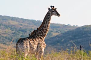 Incredibly, Birds Have More Vertebrae Than Giraffes Picture