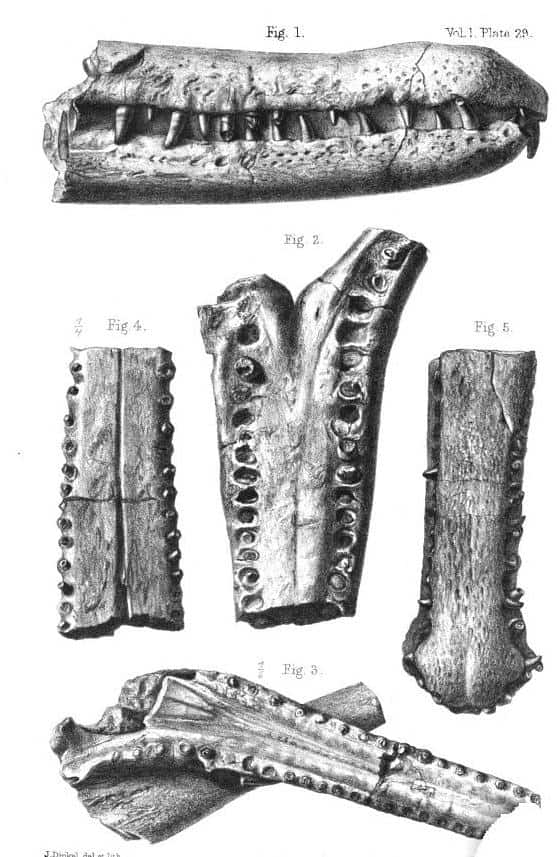 Illustration of fossil crocodylians from the Sewalik Hills in India, published in Palaeontological Memoirs and Notes of the late Hugh Falconer: With a Biographical Sketch of the Author Compiled and edited by Charles Murchison (Volume I, Rob. Hardwicke, 1868). Figures 1 and 2: Crocodilus crassidus (=Rhamphosuchus crassidens). Figures 3 and 4: Crocodilus Leptodus. Figure 5: Leptorhynchus Gangeticus. Date 1868