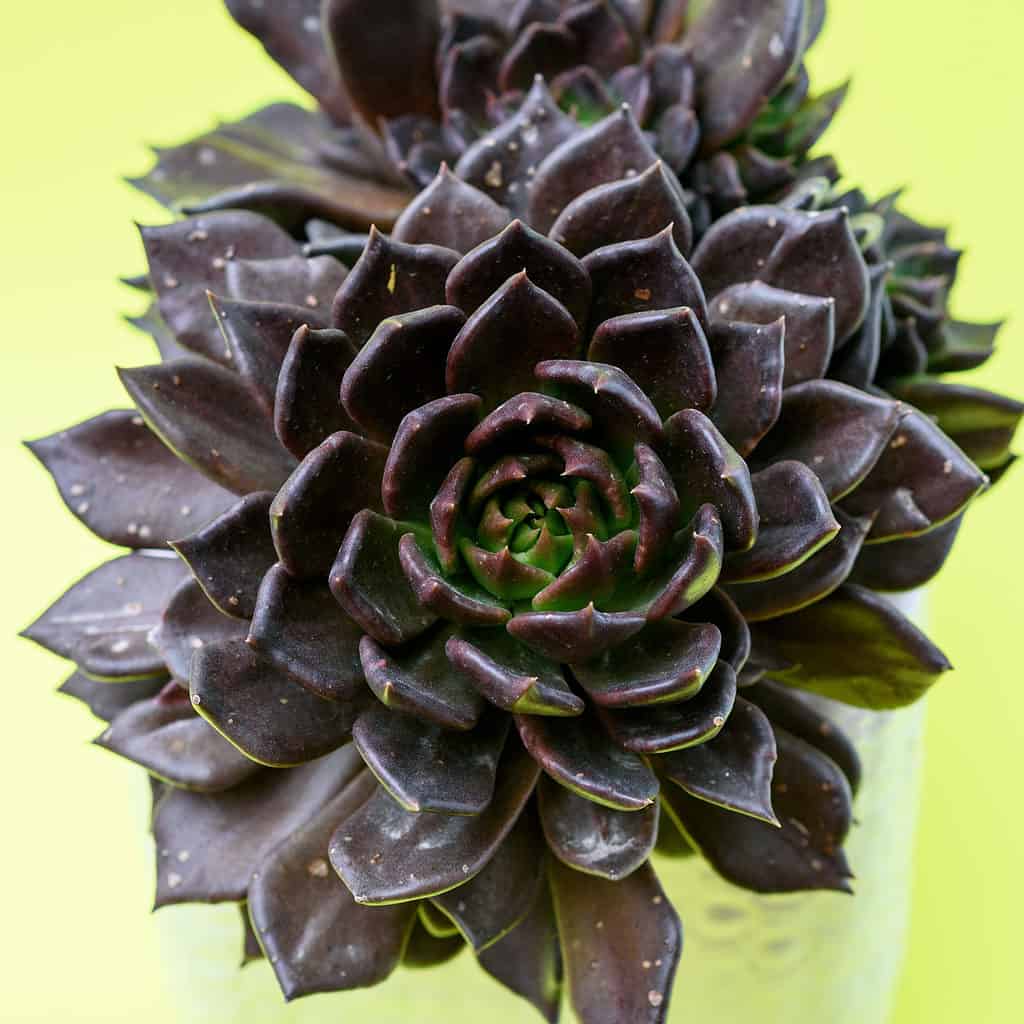 black prince echeveria succulent