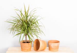 Dracaena vs. Yucca: What’s the Difference? Picture