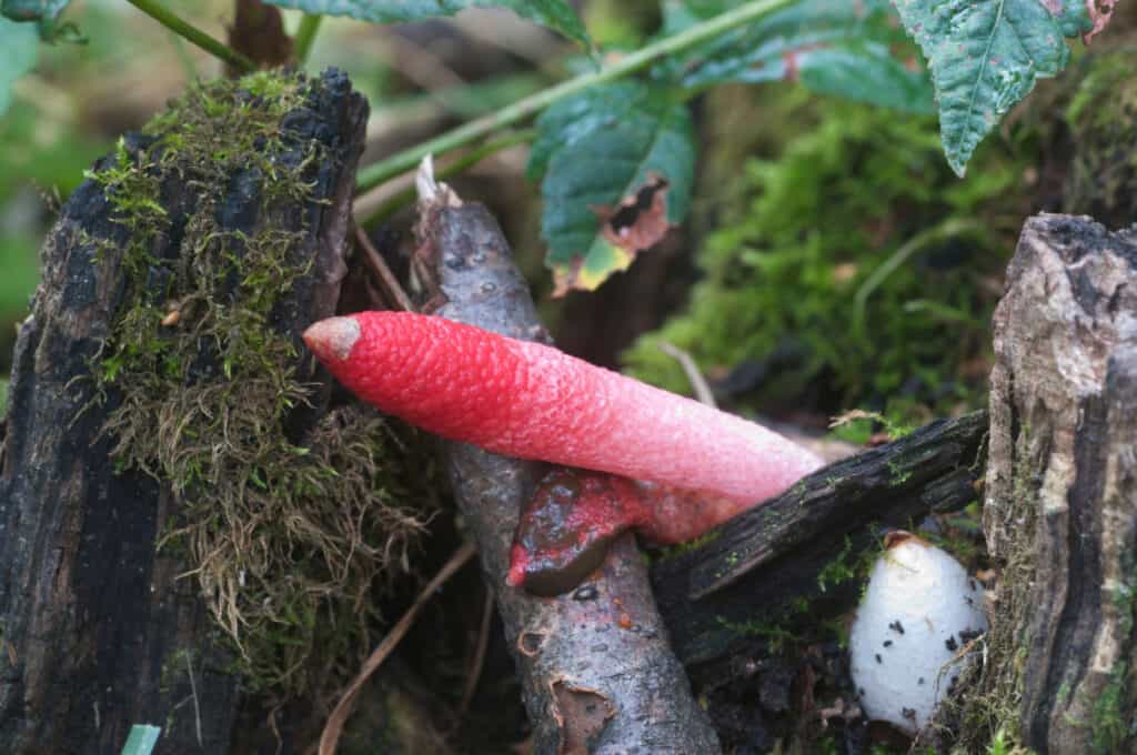 elegant stinkhorn fungi