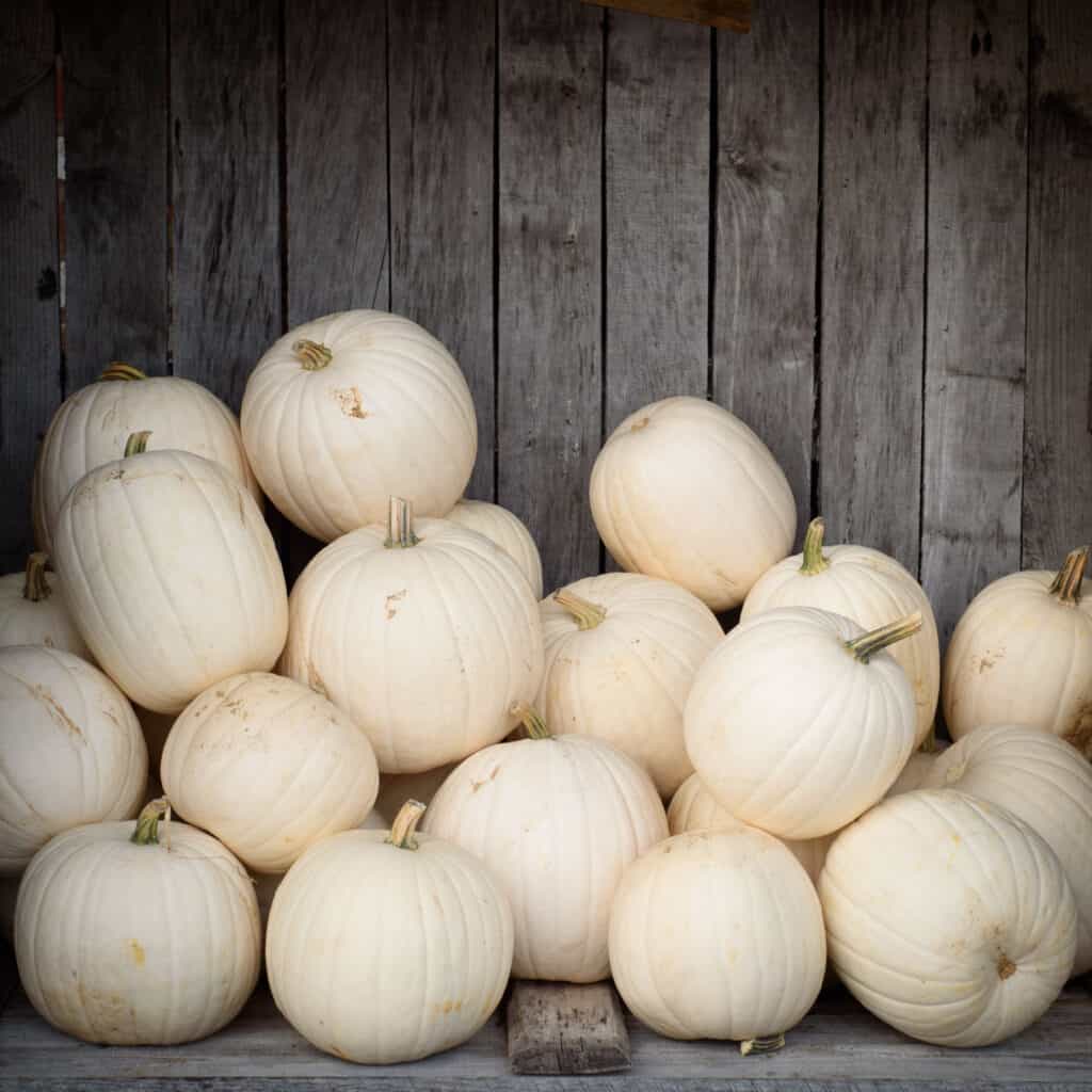 Best Pumpkin Varieties for Halloween and Fall: Casper pumpkins