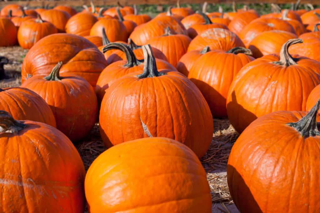 pile of gladiator pumpkins