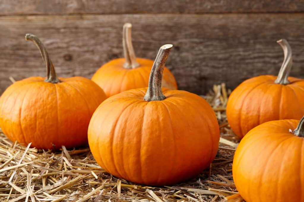 Best Pumpkin Varieties for Halloween and Fall: Autumn Gold pumpkins
