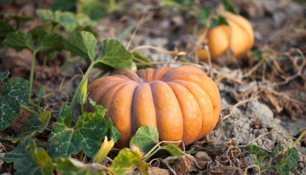 fairytale pumpkin growing in garden