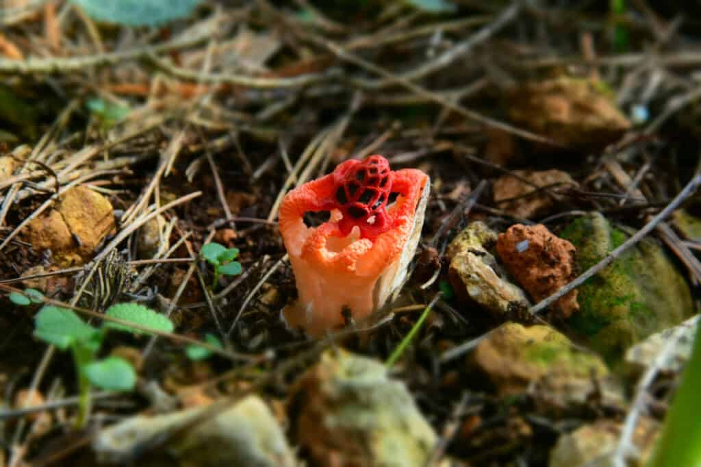 Colus hirudinosus stinkhorn fungi