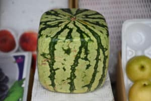 The Story Behind Japan's Square Watermelons, and Their Skyhigh Price ...