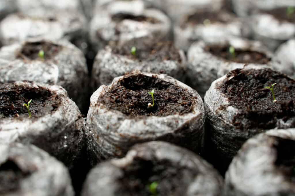 Lisianthus Seeds