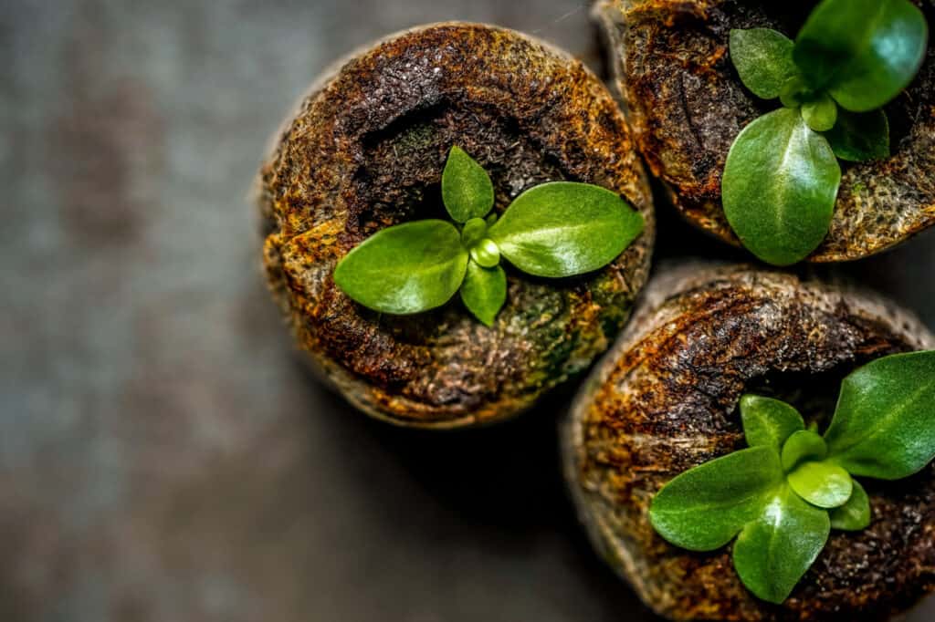 Lisianthus Seeds