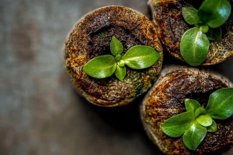 young lisianthus seedlings