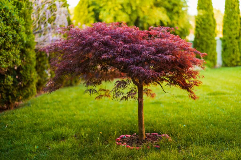 japanese maple seeds