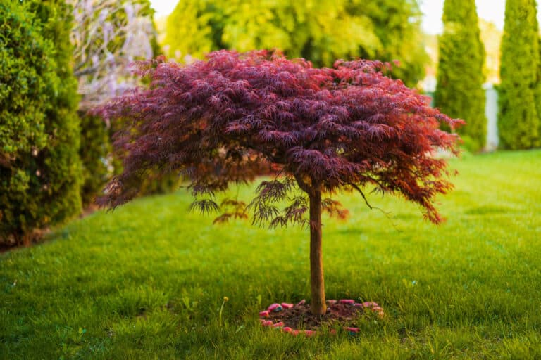 young japanese maple tree in garden