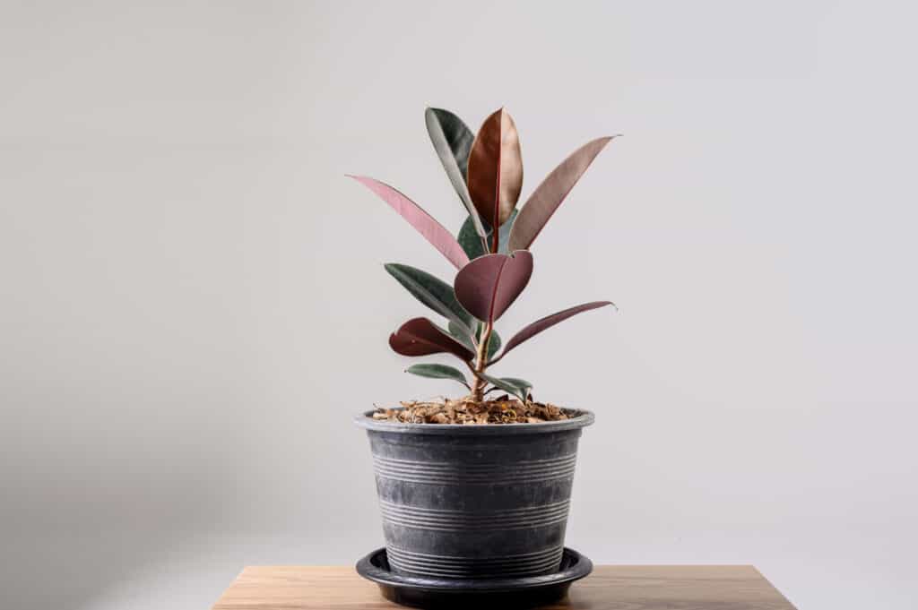 rubber tree in pot