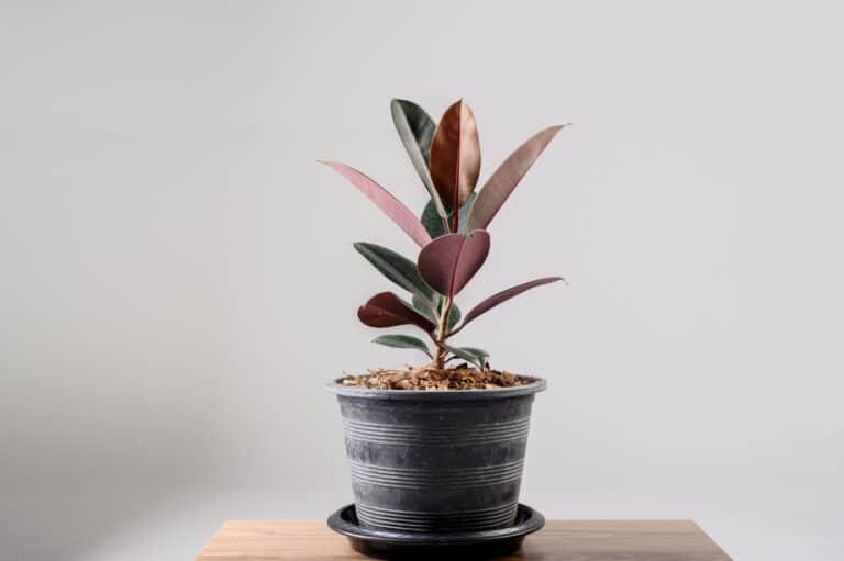 rubber tree in pot
