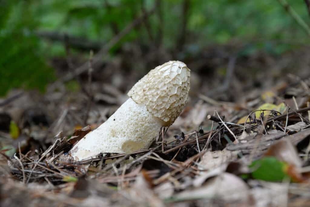 stinkhorn fungi