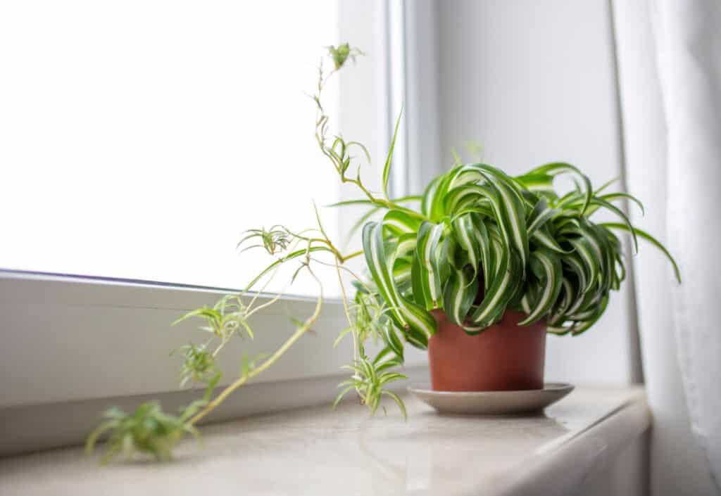 spider plant with babies (at back of frame right) on white marble windowsill. The window, frame left has bright, filtered light coming through it.