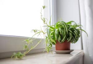 How to Grow a Beautiful Indoor Spider Plant Picture