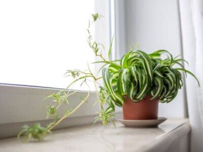 A How to Grow a Beautiful Indoor Spider Plant
