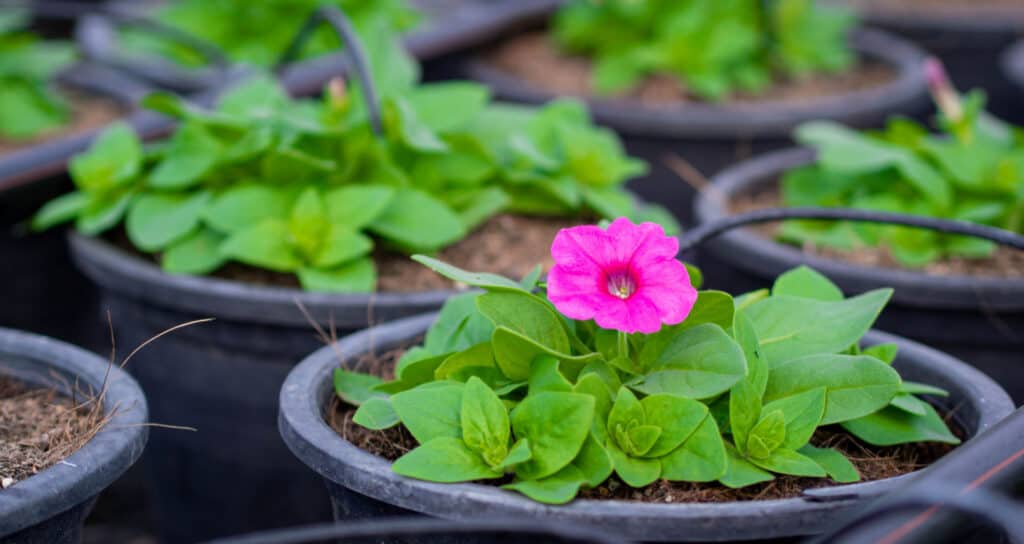 young calibrachoa plant