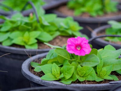A Calibrachoa Seeds: Grow Your Own Beautiful Blooms!