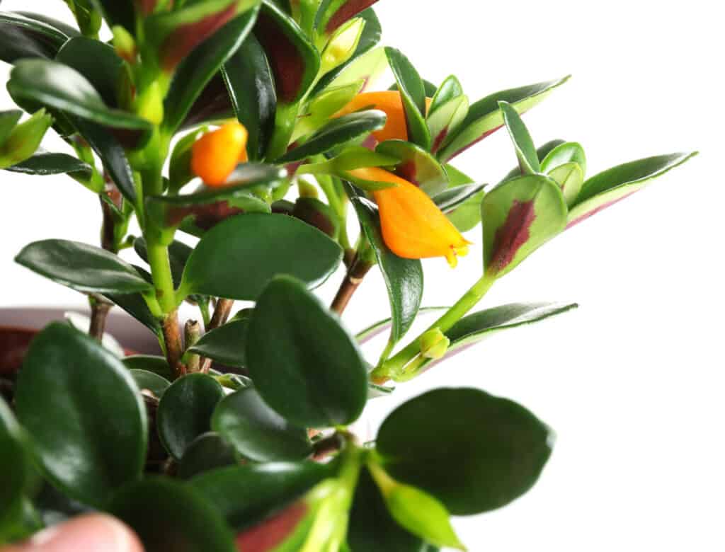 closeup goldfish plant