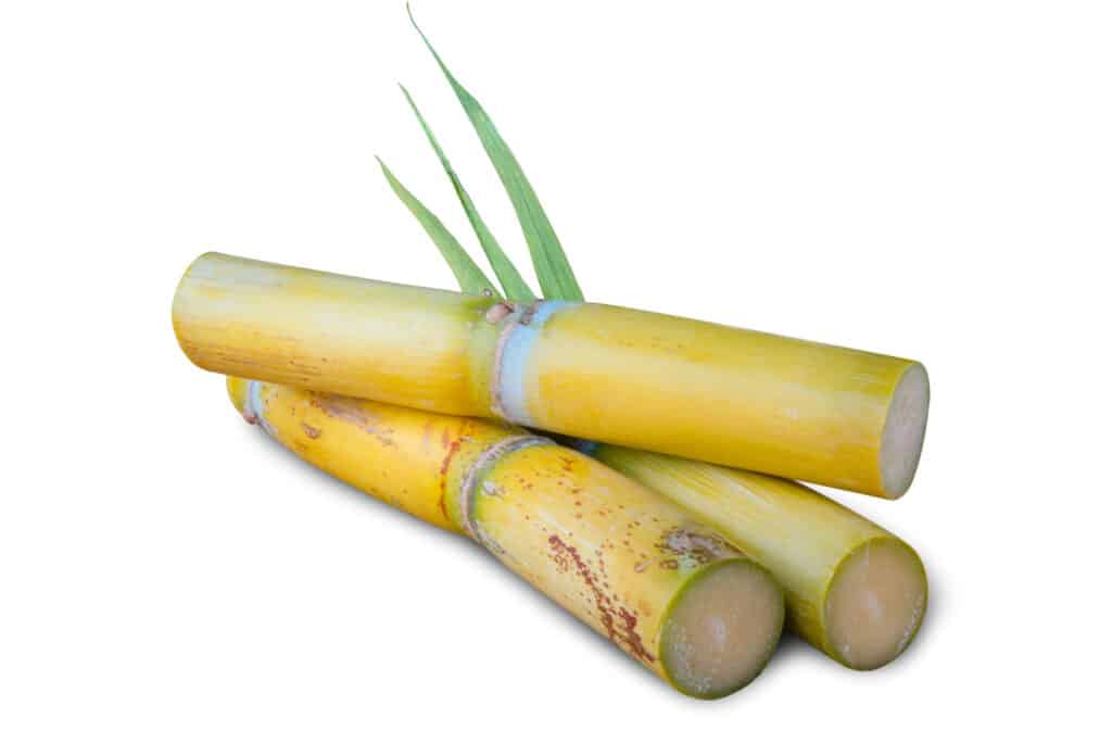 Sugar Cane Seeds