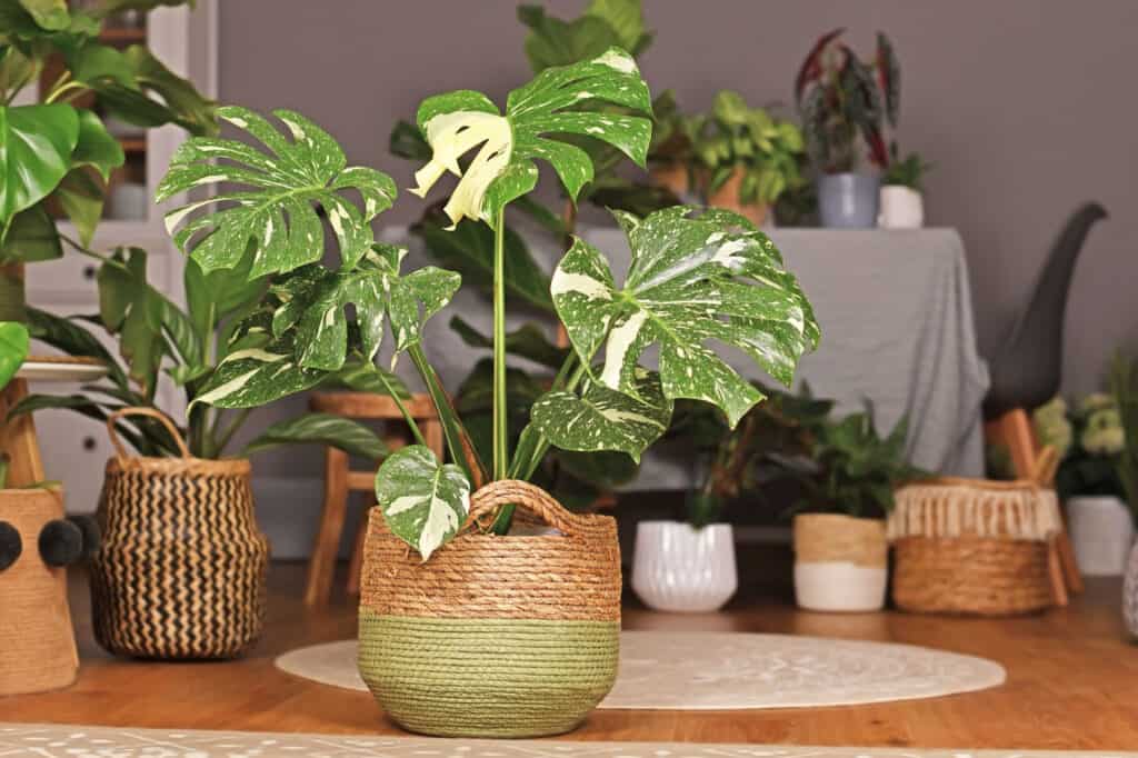 monstera plant in a bi colored (olive and terra cotta)ceramic potion a wooden table with several smaller houseplants on the table in the background.