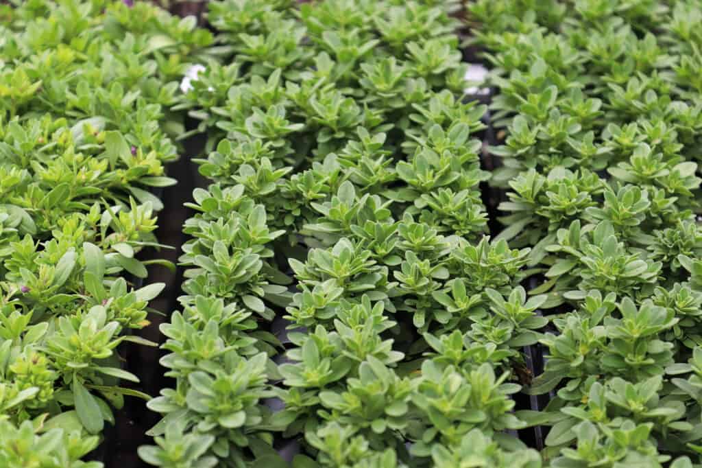 Calibrachoa Seeds