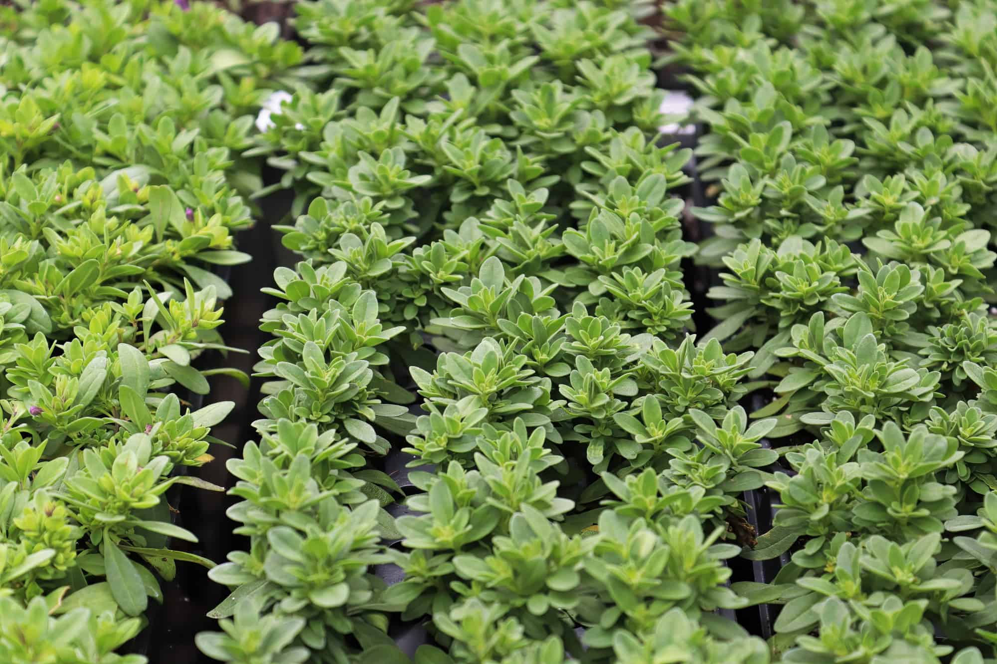 Calibrachoa Seeds Grow Your Own Beautiful Blooms A Z Animals   Shutterstock 1967184424 