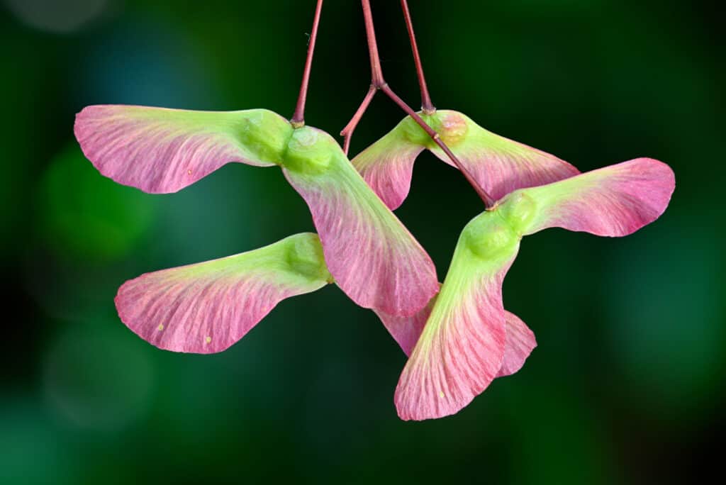 close up japanese maple seeds