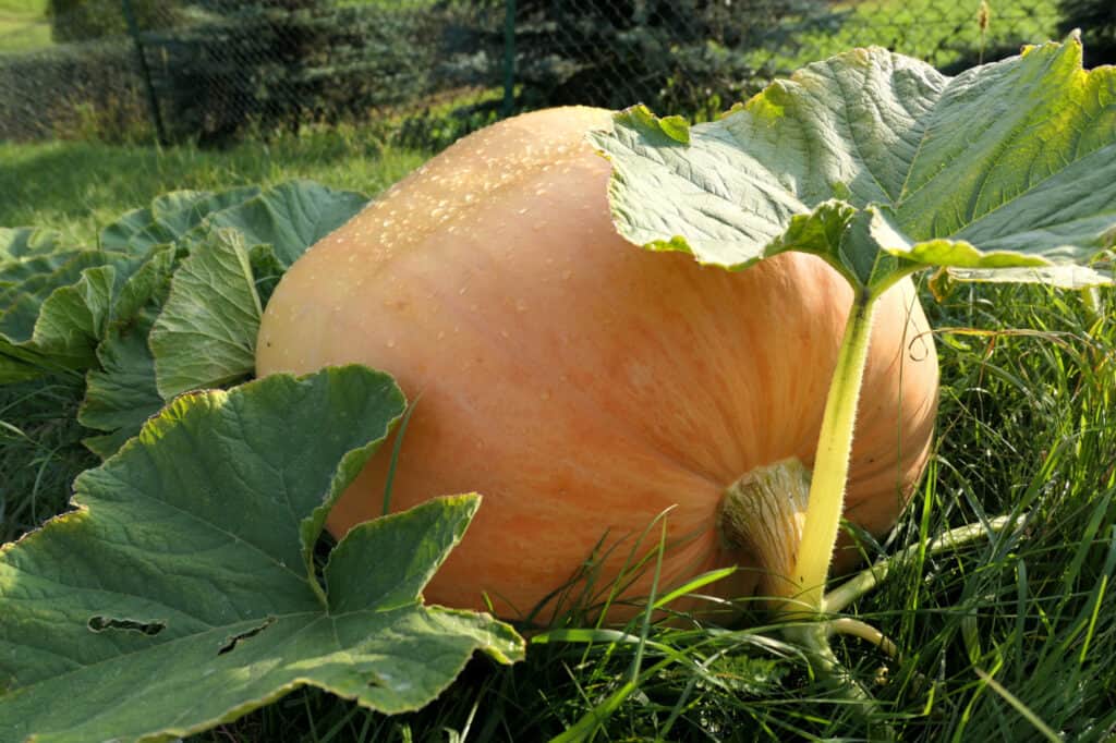 giant pumpkin growing in yard