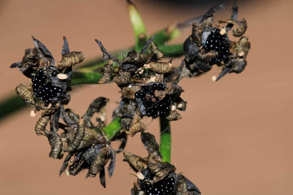 Venus Flytrap Seeds