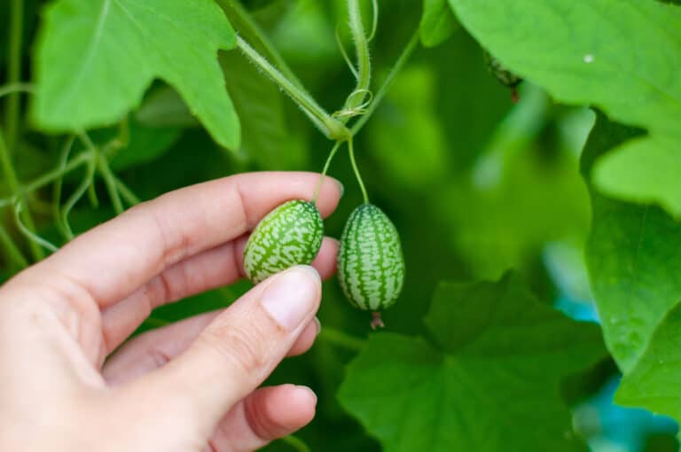 cucamelon harvested in garden