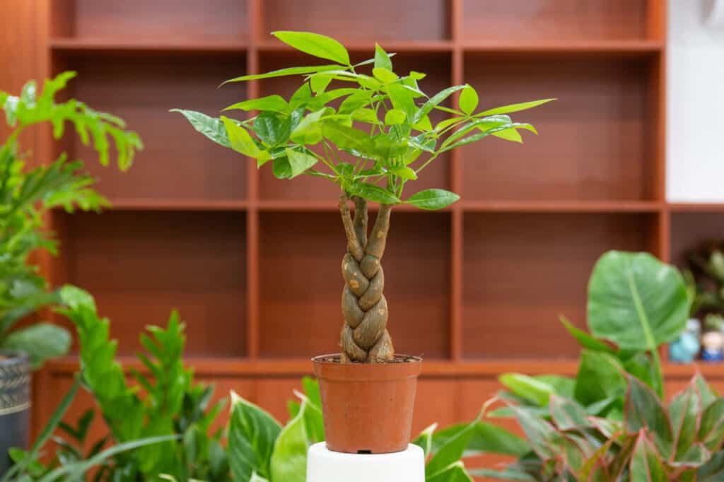 money tree in pot