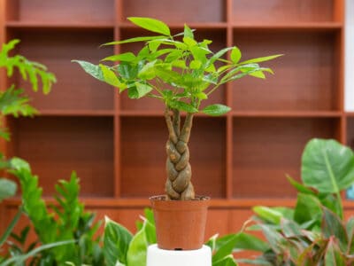 A How Often Do You Water Money Trees? 4 Critical Tips for a Thriving Plant