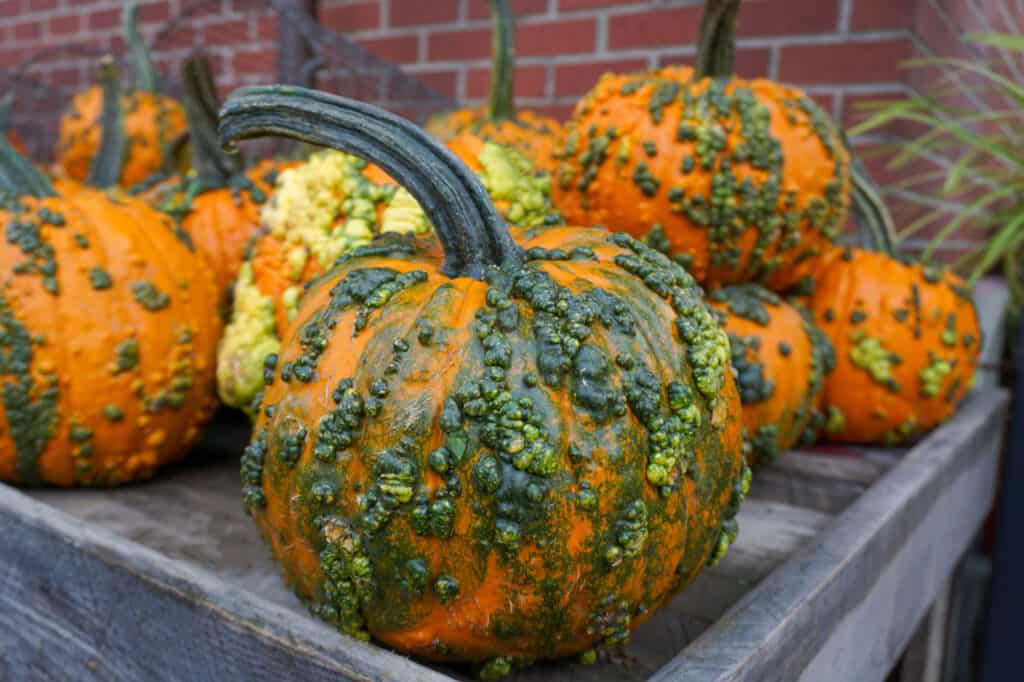 Best Pumpkin Varieties for Halloween and Fall: Warty goblin pumpkins