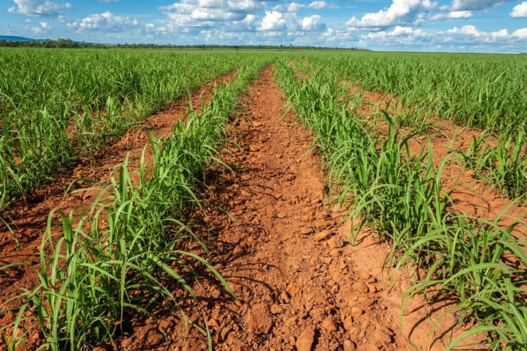 field of sugar cane plants