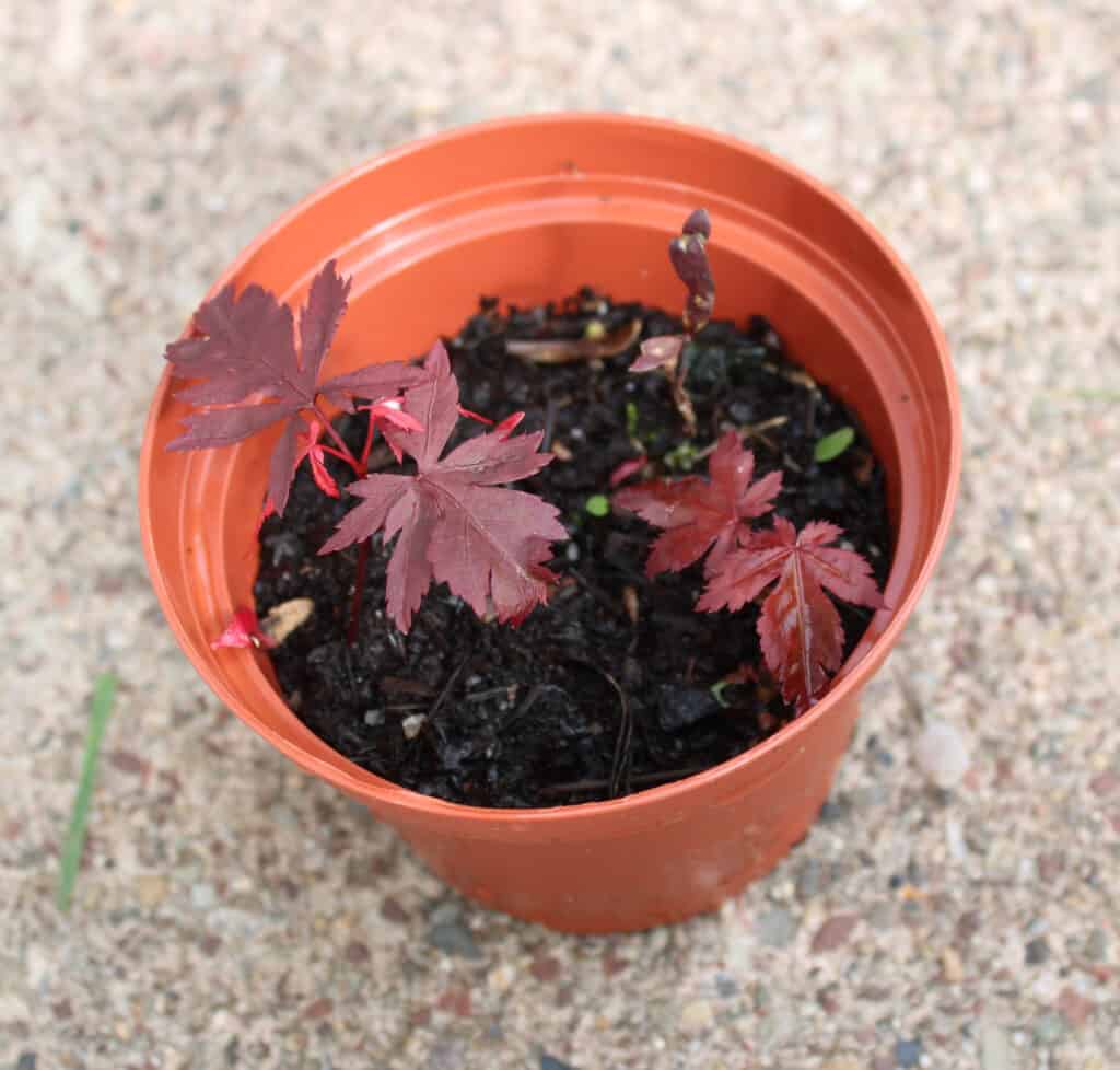 red maple tree seeds