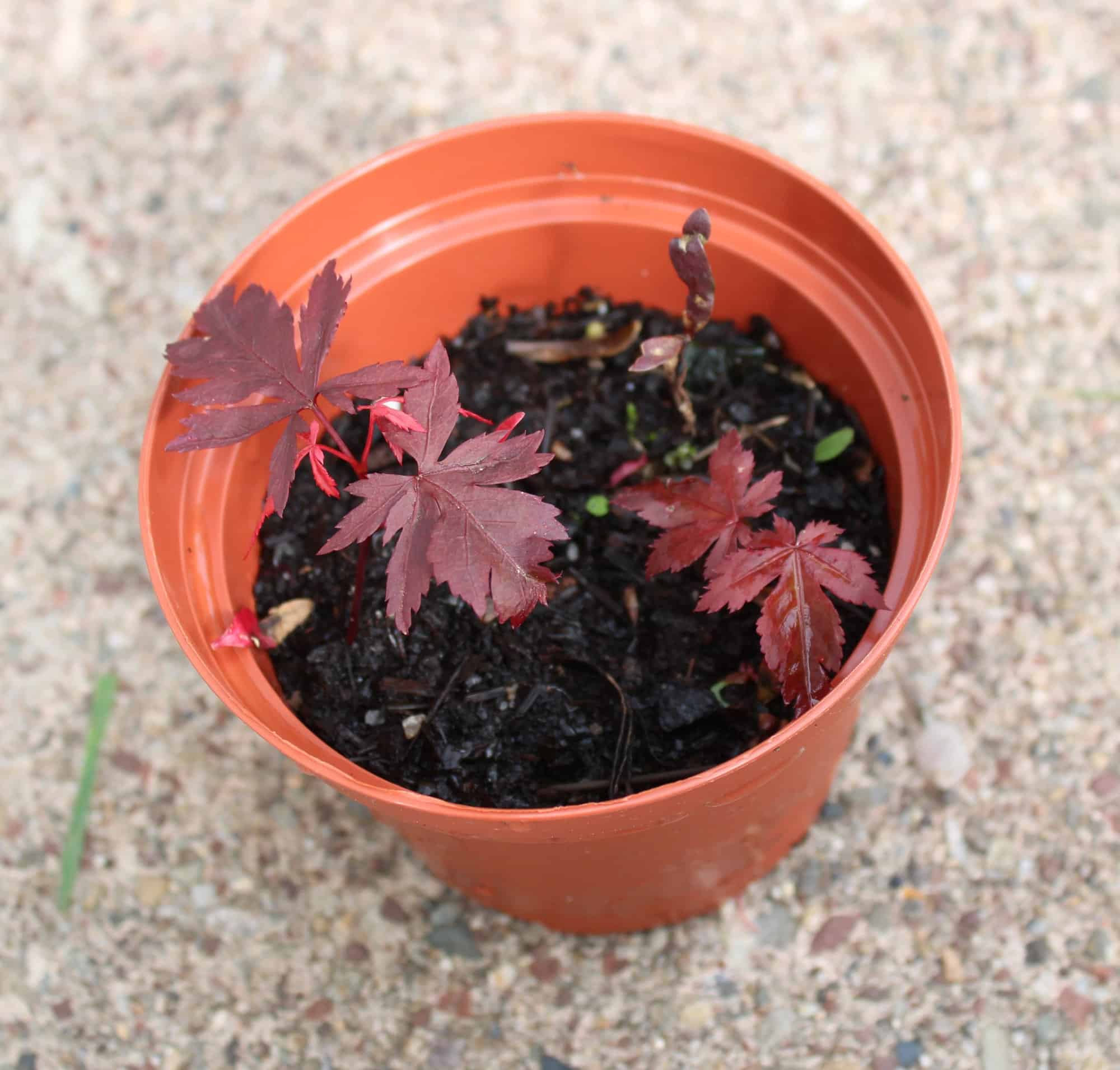 Japanese Maple Seeds Grow Your Own Maple Tree A Z Animals   Shutterstock 2156347437 