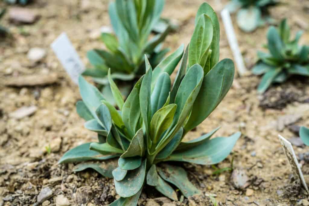 Lisianthus Seeds