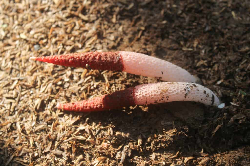 closeup ravenel's red stinkhorn fungi