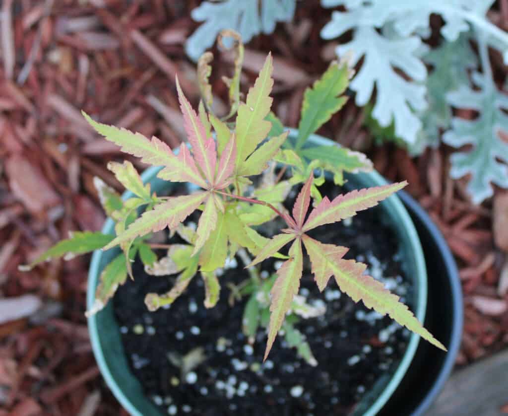 young japanese maple sapling