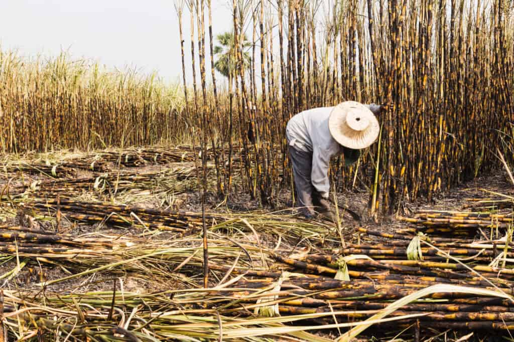 worker processing sugar cane