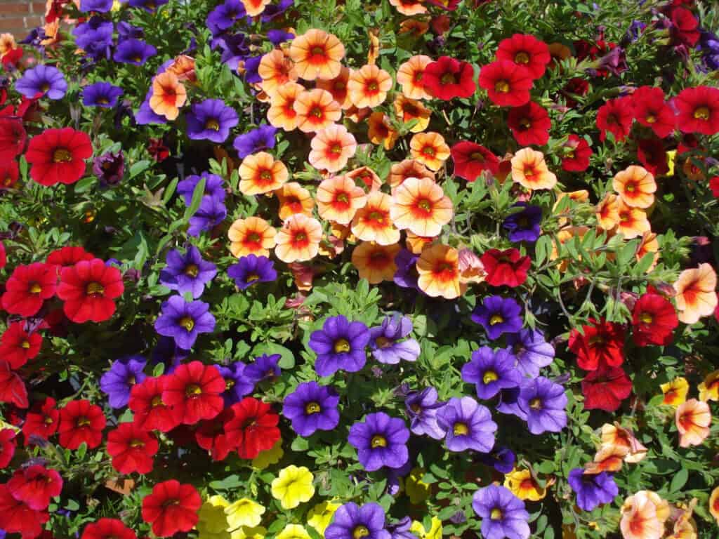 many colors of calibrachoa