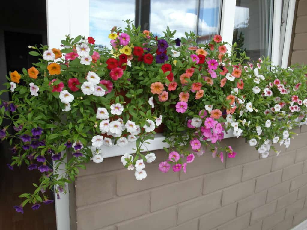 calibrachoa flowers in window