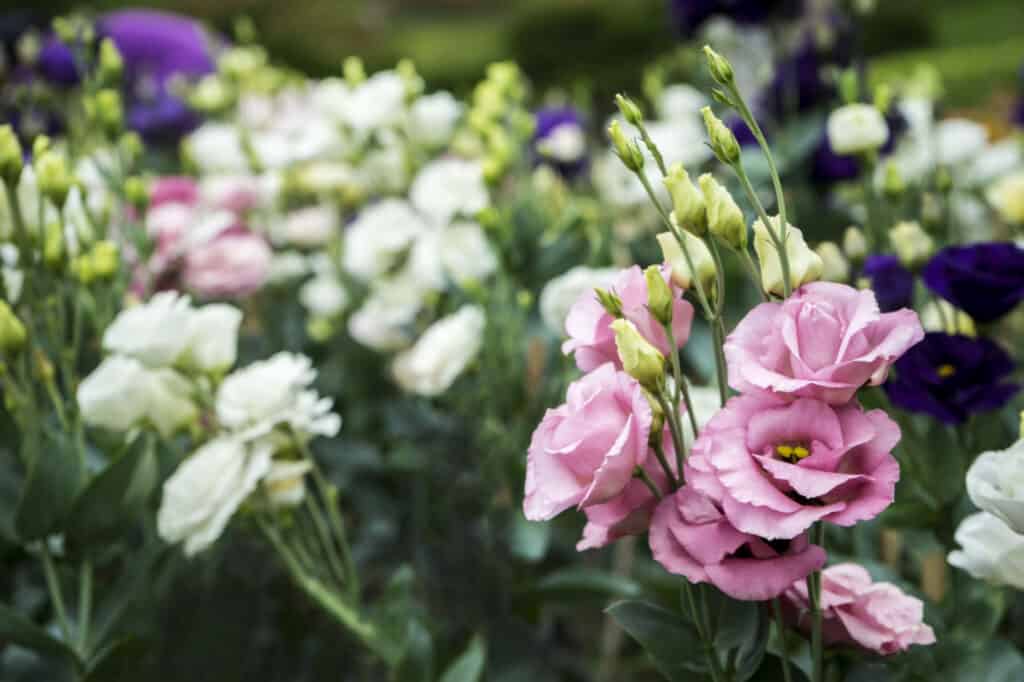 lisianthus flowers in garden