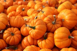 Is Pumpkin A Fruit Or Vegetable? Here’s Why Picture