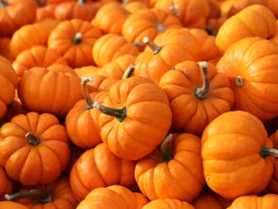 A Discover the Best Pumpkin Varieties for Halloween and Fall